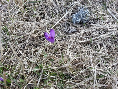 14 krokusy już kwitną.jpg